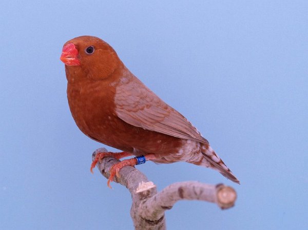 Orb ZB blackface bruinP1242835